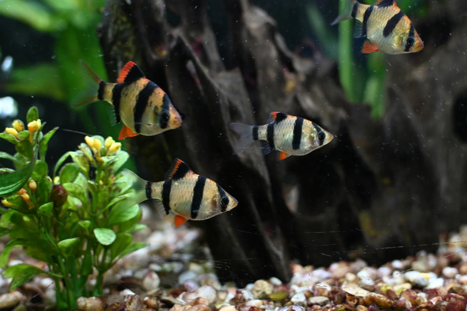 Aquarium mit Fischen